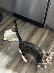 Lost Female Cat last seen Near leffler ln, Indianapolis, IN 46231