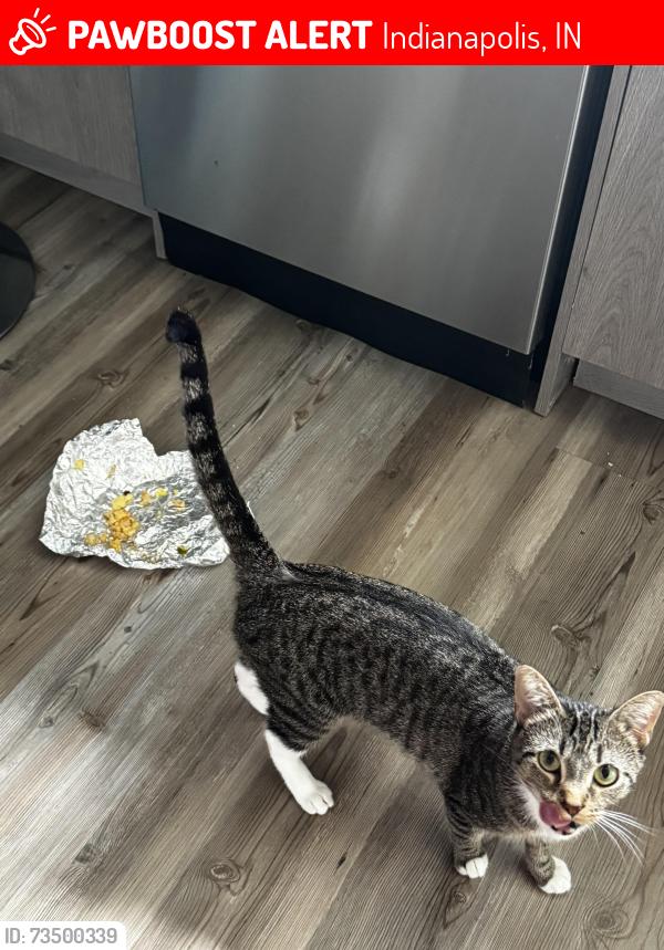 Lost Female Cat last seen Near leffler ln, Indianapolis, IN 46231