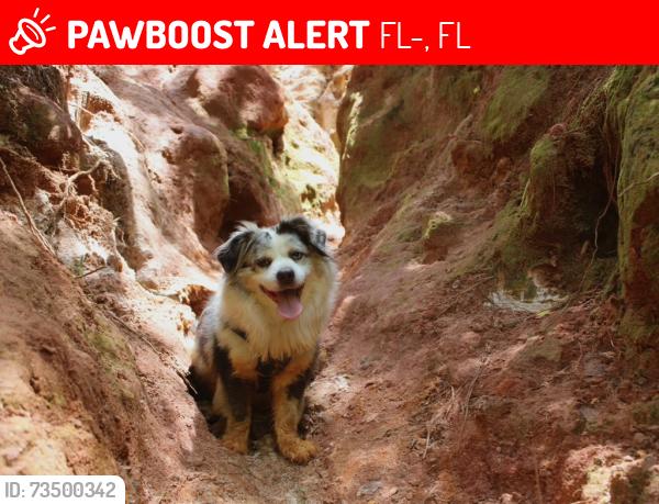 Lost Male Dog last seen state road 81 westville fl, FL-81, FL 32455