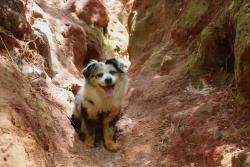 Lost Male Dog last seen state road 81 westville fl, FL-81, FL 32455