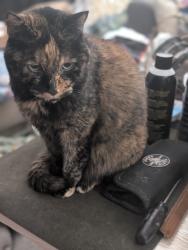 Reunited Female Cat last seen 13th ave & Rose Garden, Phoenix, AZ 85027
