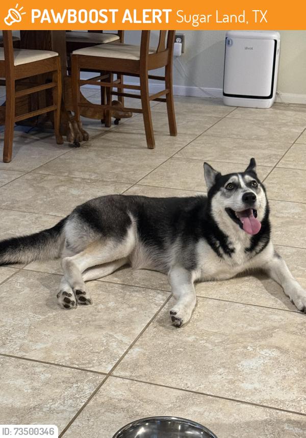 Found/Stray Female Dog last seen Knoll at greatwood, Sugar Land, TX 77479