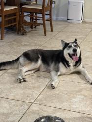 Found/Stray Female Dog last seen Knoll at greatwood, Sugar Land, TX 77479