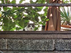 Found/Stray Unknown Cat last seen Near S Alder St Philadelphia, PA 19147, Philadelphia, PA 19148