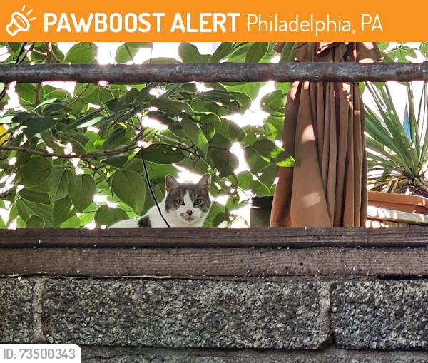 Found/Stray Unknown Cat last seen Near S Alder St Philadelphia, PA 19147, Philadelphia, PA 19148