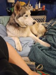 Lost Female Dog last seen County road 217/218, Jacksonville, FL 32234