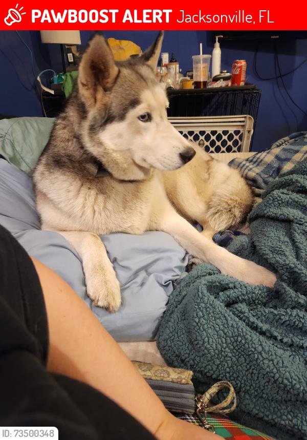 Lost Female Dog last seen County road 217/218, Jacksonville, FL 32234