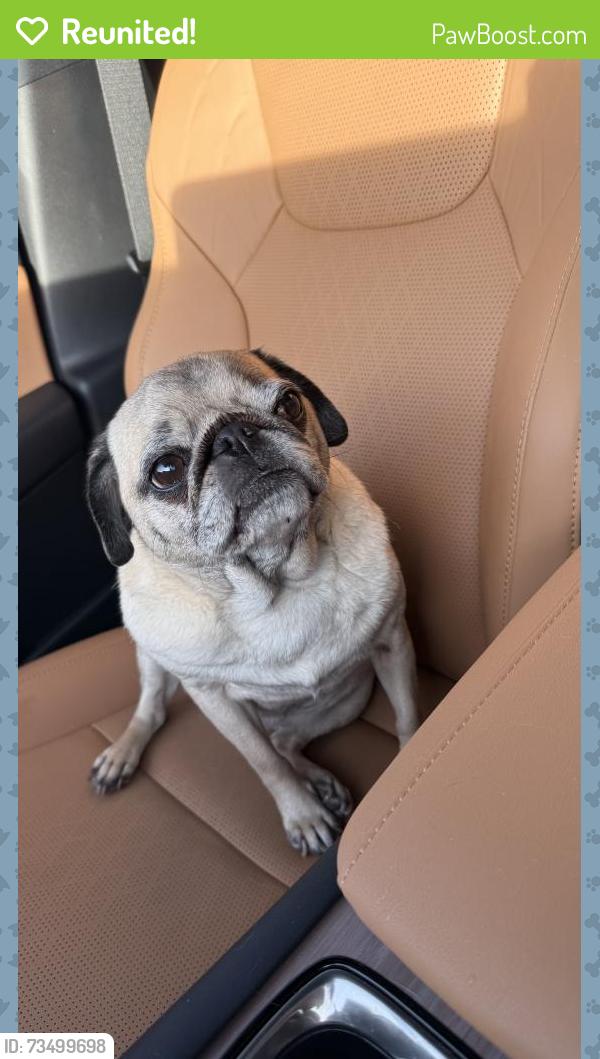 Reunited Female Dog last seen Marsh Ln and Parker Rd, Carrollton, TX 75093