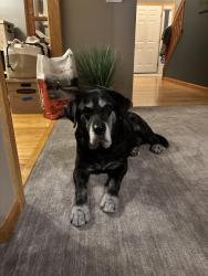 Reunited Male Dog last seen Near 39th Ave Plymouth MN 55441, Minneapolis, MN 55441