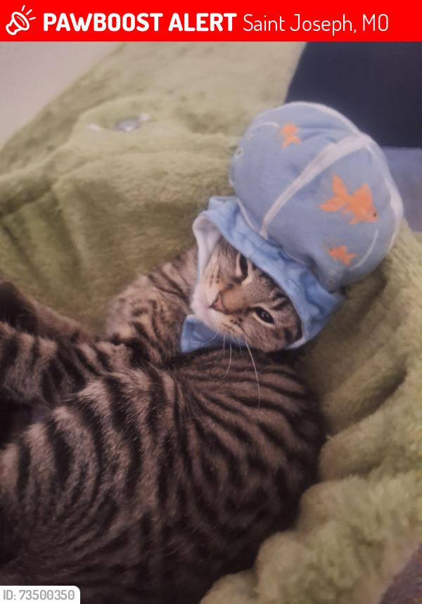 Lost Male Cat last seen The concrete bridge/ creek. Kinda close to the railroad, Saint Joseph, MO 64503