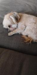 Lost Male Dog last seen Green valley ranch and argonn, Denver, CO 80249