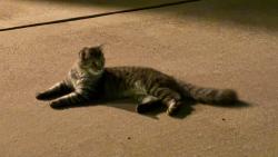 Found/Stray Unknown Cat last seen Near Navigator Dr, Austin, TX, Austin, TX 78717