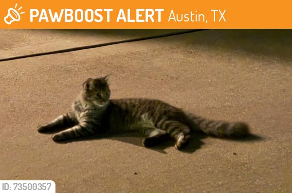 Found/Stray Unknown Cat last seen Near Navigator Dr, Austin, TX, Austin, TX 78717