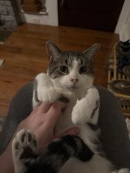Reunited Male Cat last seen W Downer Pl, Aurora, IL 60506, USA, Aurora, IL 60506