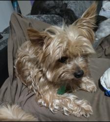 Reunited Male Dog last seen Near Llano Ave, Fort Worth, TX 76116, USA, Fort Worth, TX 76116