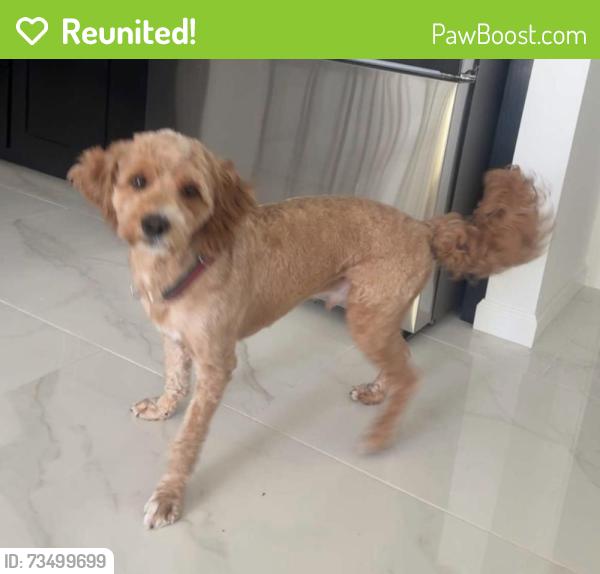 Reunited Male Dog last seen Near, Rio Rancho, NM 87174