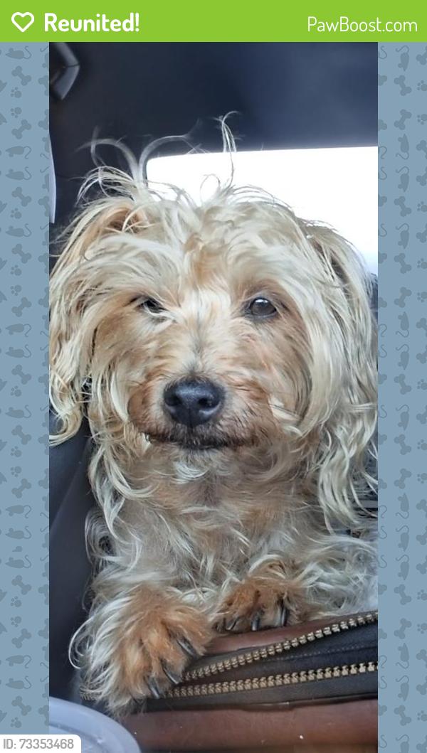 Reunited Male Dog last seen Pechanga Casino, Temecula, CA 92592