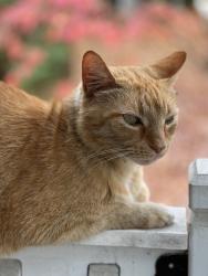 Lost Male Cat last seen Everbright Ave, Franklin,, Franklin, TN 37064