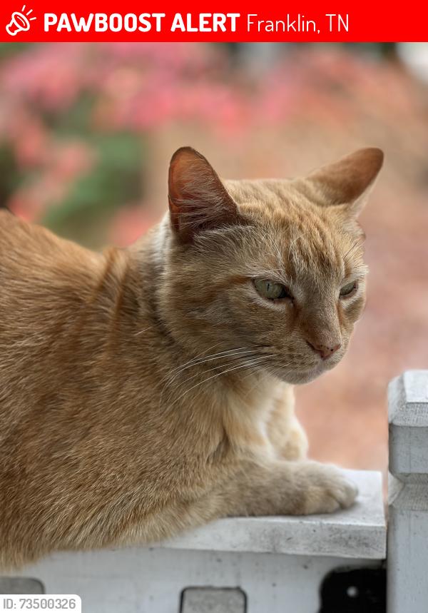 Lost Male Cat last seen Everbright Ave, Franklin,, Franklin, TN 37064