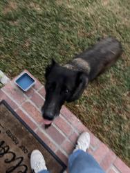 Found/Stray Female Dog last seen La Mirada, La Mirada, CA 90638