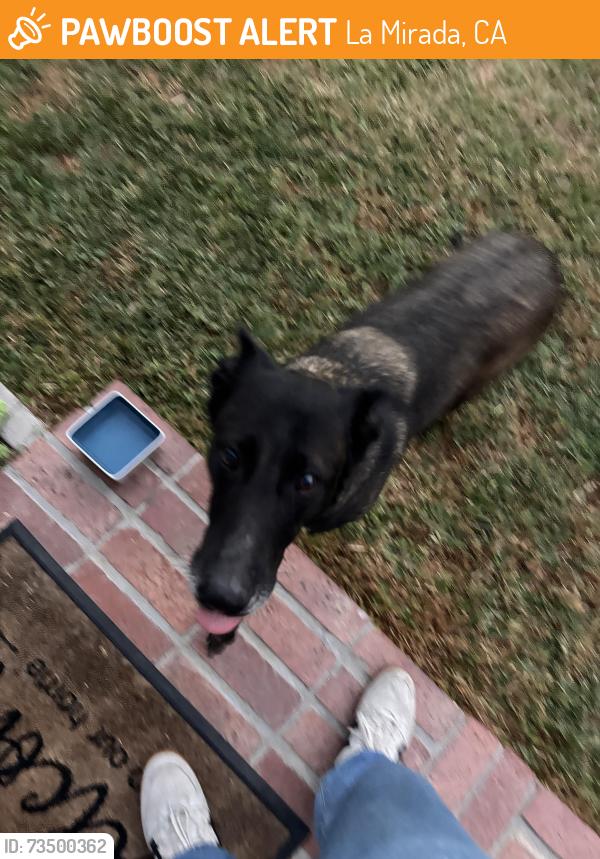 Found/Stray Female Dog last seen La Mirada, La Mirada, CA 90638