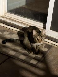 Reunited Female Cat last seen Three Chimneys Way, Oakdale, CA 95361