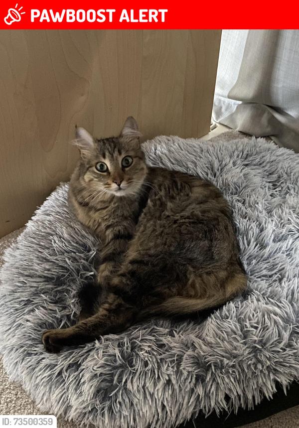 Lost Female Cat last seen Behind 34 red blossom drive in the woodlot area, Whitchurch-Stouffville, ON L4A 4V1