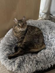 Lost Female Cat last seen Behind 34 red blossom drive in the woodlot area, Whitchurch-Stouffville, ON L4A 4V1