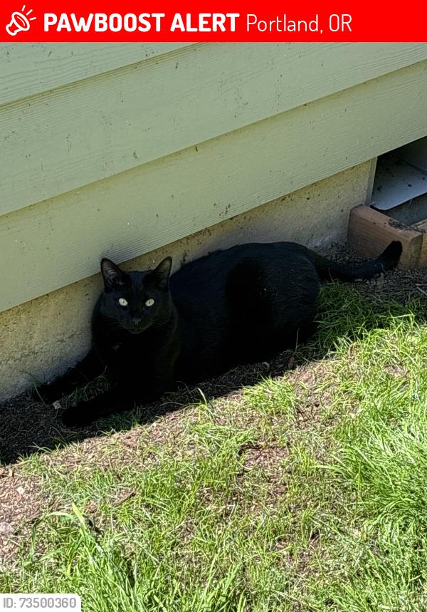 Lost Male Cat last seen 92nd and Clinton St, Portland, OR 97266