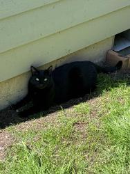 Lost Male Cat last seen 92nd and Clinton St, Portland, OR 97266