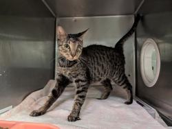 Shelter Stray Female Cat last seen , 4275 Elton St, Baldwin Park, CA 91706, USA