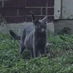 Shelter Stray Female Cat last seen Near BLOCK CHAMPIONS HILL DR, 4710 TX-151, San Antonio, TX 78227, USA