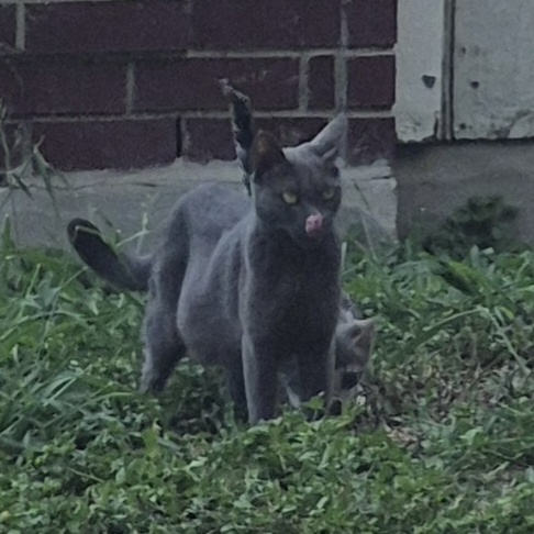 Shelter Stray Female Cat last seen Near BLOCK CHAMPIONS HILL DR, 4710 TX-151, San Antonio, TX 78227, USA