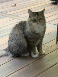 Found/Stray Female Cat last seen Sw 146th Ave, Tigard OR 97224, Bull Mountain, OR 97224