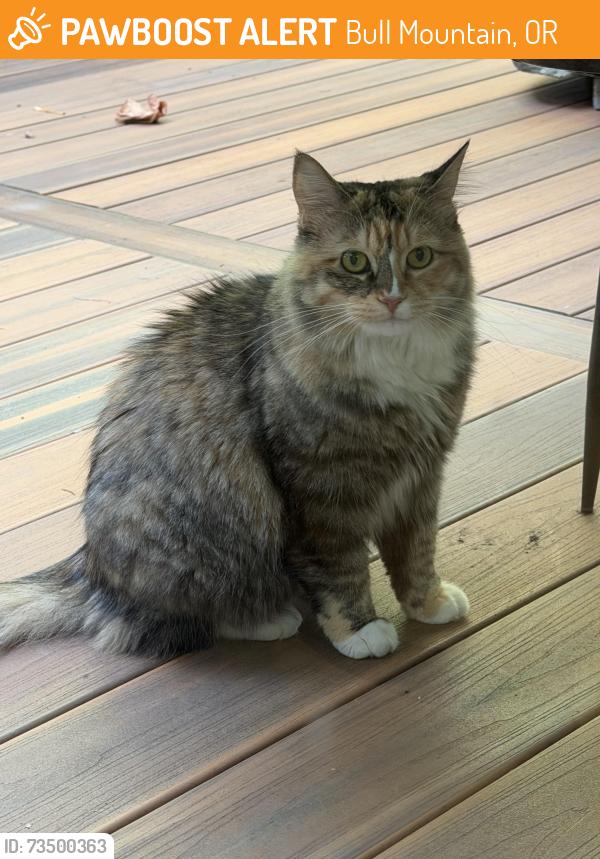 Found/Stray Female Cat last seen Sw 146th Ave, Tigard OR 97224, Bull Mountain, OR 97224