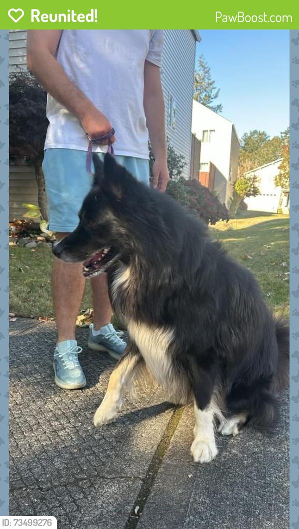 Reunited Male Dog last seen Imber Mills apmts, Olympia, WA 98503
