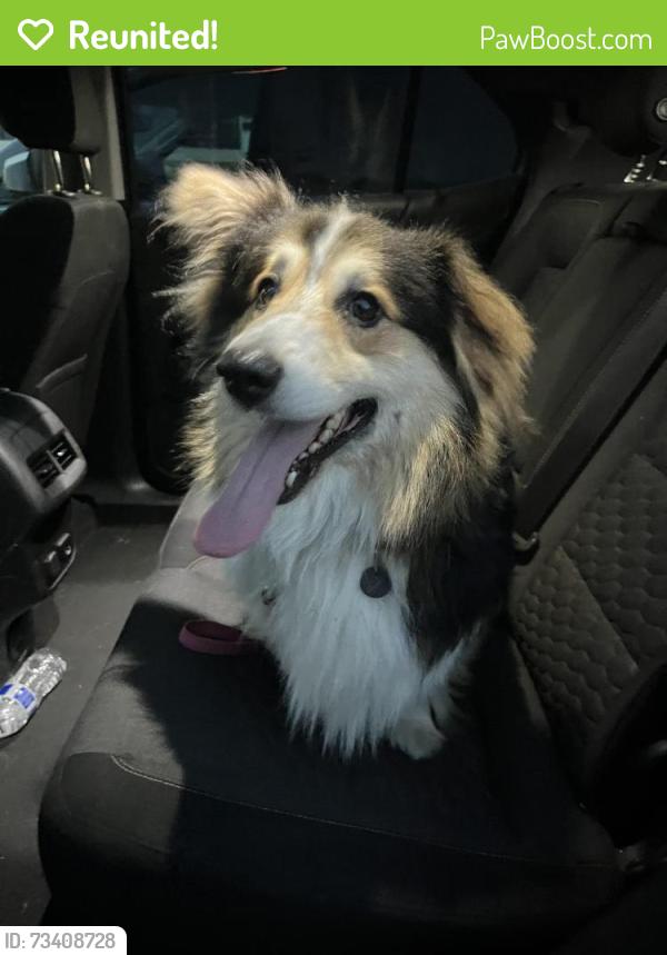 Reunited Male Dog last seen Daffodil Storage, Union Mill, WA 98503
