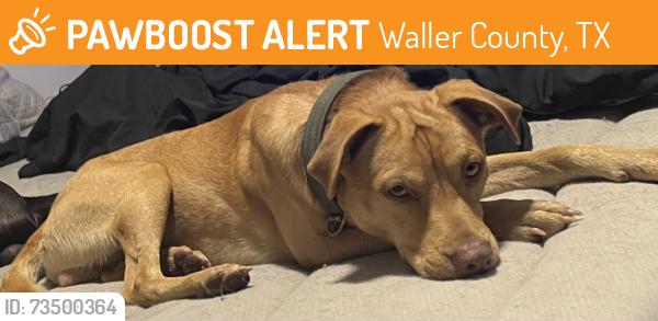 Found/Stray Male Dog last seen Lynn lotus dr, Waller County, TX 77493