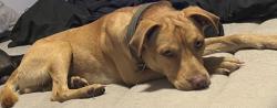Found/Stray Male Dog last seen Lynn lotus dr, Waller County, TX 77493