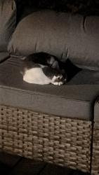 Found/Stray Unknown Cat last seen Kingston Dr Lewisville, Lewisville, TX 75067