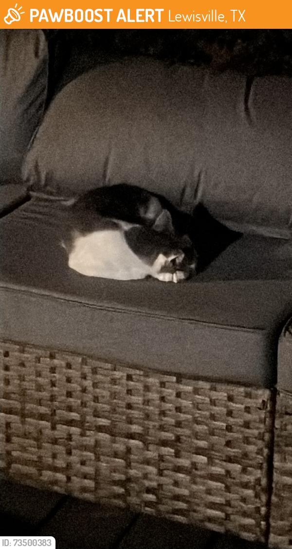 Found/Stray Unknown Cat last seen Kingston Dr Lewisville, Lewisville, TX 75067