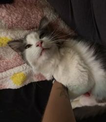 Lost Male Cat last seen Stanton Ave and kling st, Akron, OH 44301