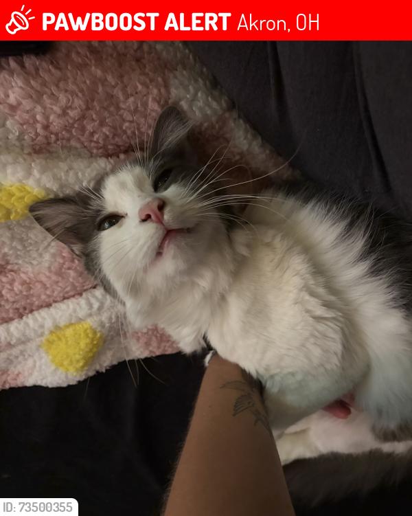 Lost Male Cat last seen Stanton Ave and kling st, Akron, OH 44301
