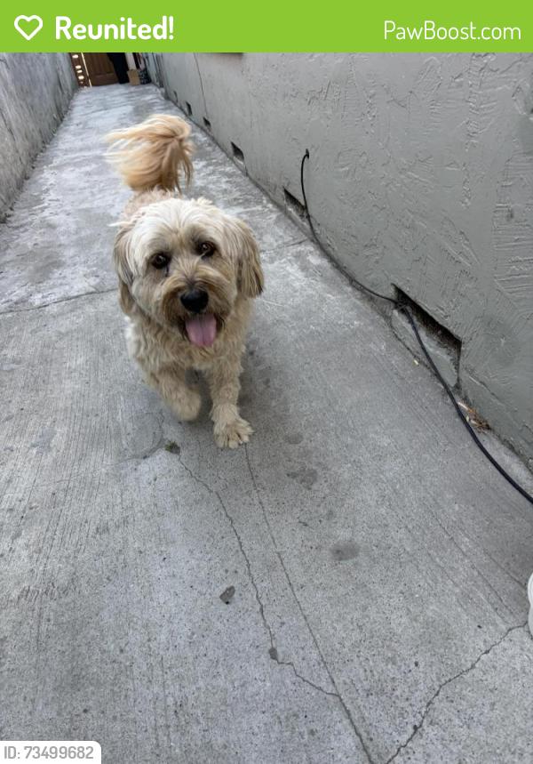 Reunited Male Dog last seen mckee, San Jose, CA 95127