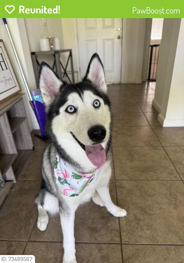 Reunited Female Dog last seen Solterra resort, Davenport, FL 33837