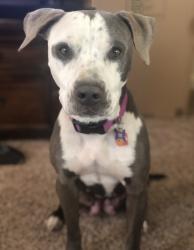 Reunited Female Dog last seen Near S Vermont Ave, Fullerton, CA 92833, USA, Fullerton, CA 92833