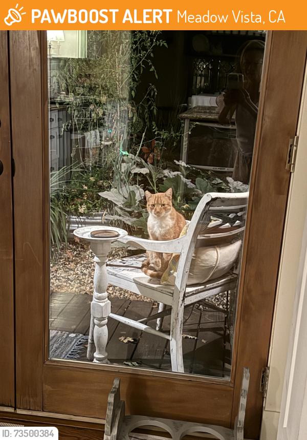 Found/Stray Male Cat last seen Van Giesen Drive Meadow Vista, Meadow Vista, CA 95722