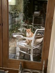Found/Stray Male Cat last seen Van Giesen Drive Meadow Vista, Meadow Vista, CA 95722