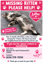 Reunited Female Cat last seen Western Dr. and Fruitwood Dr., Garland, TX 75042