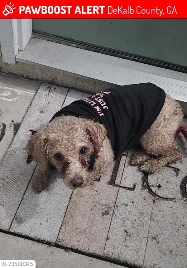 Lost Female Dog last seen Last seen on Princeton Park, DeKalb County, GA 30058
